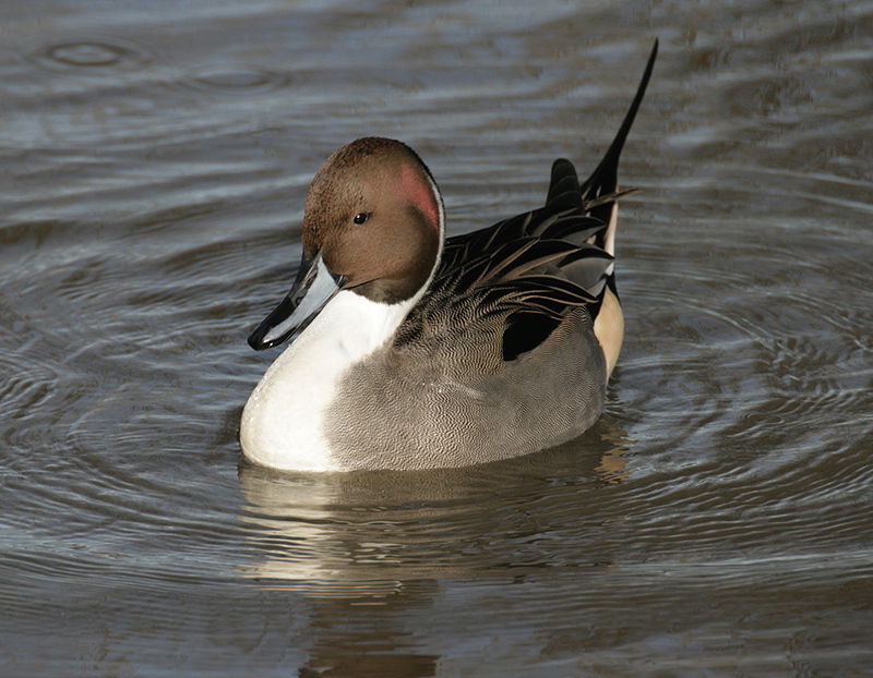 Pintail