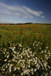 Corn chamomile