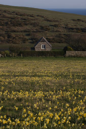 Cowslips