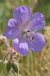 Meadow cranesbill