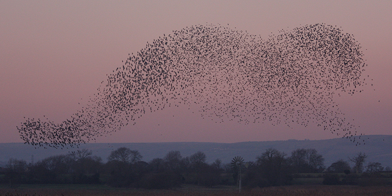 Starlings at Sunset