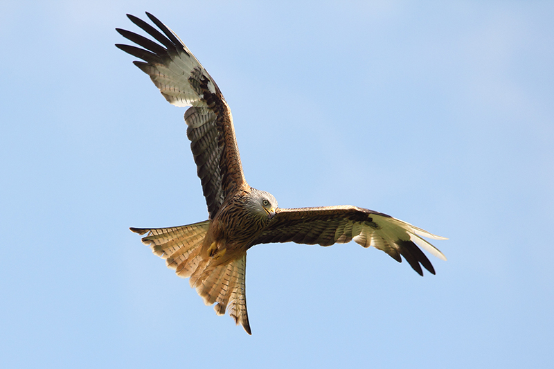 Red kite