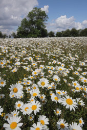 Ox-eye daisies