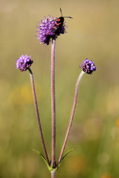 Devil's bit scabious