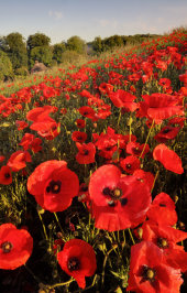 Poppies
