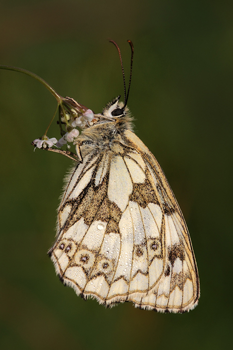 Marbled white, Morning Dew