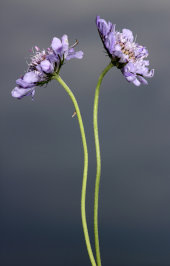 Field scabious