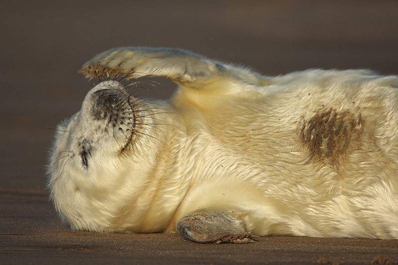 Grey seal pup