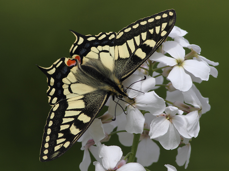Swallowtail butterfly