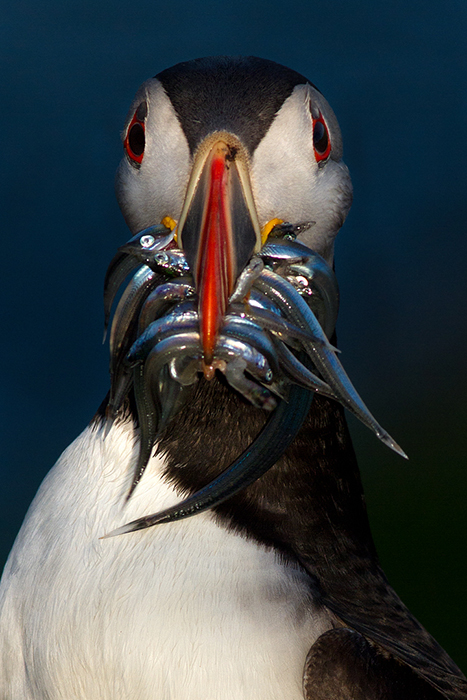 Big Catch