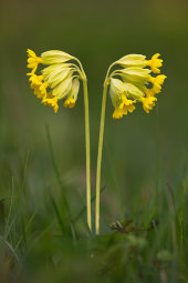 Cowslips