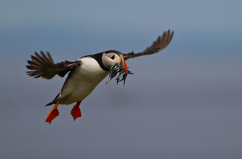 Puffin in flight