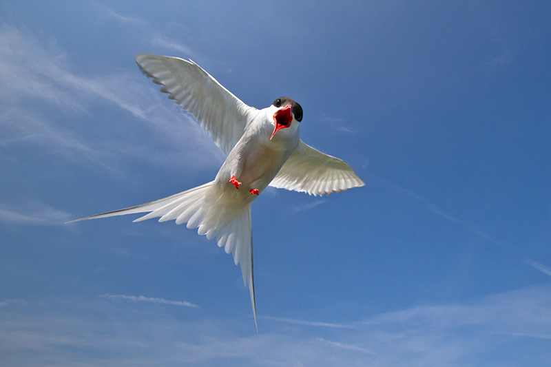 Arctic tern Dive-Bombing