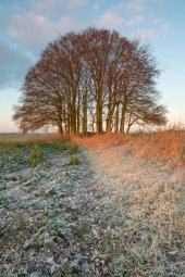 Beech clump, Overton Hill