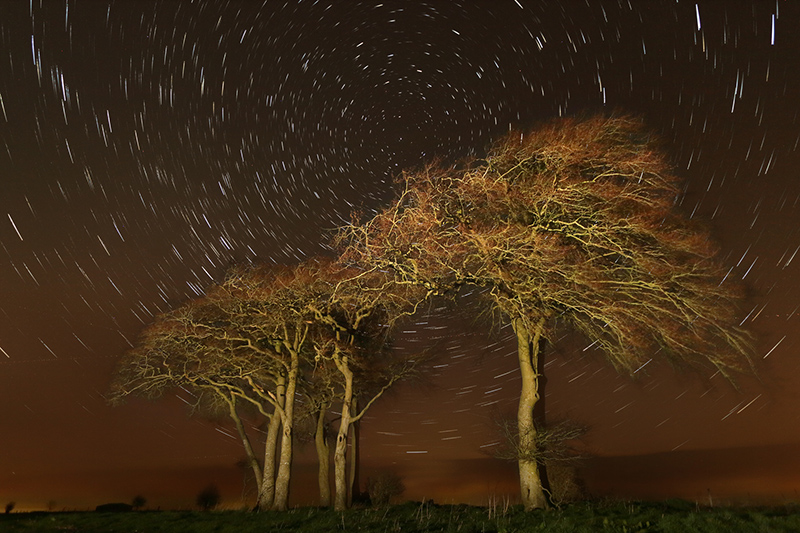 Beech Clump and Star Trails