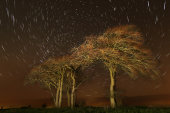 Beech Clump and Star Trails