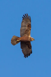 Marsh harrier
