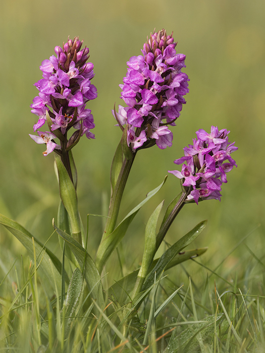 Southern marsh orchid