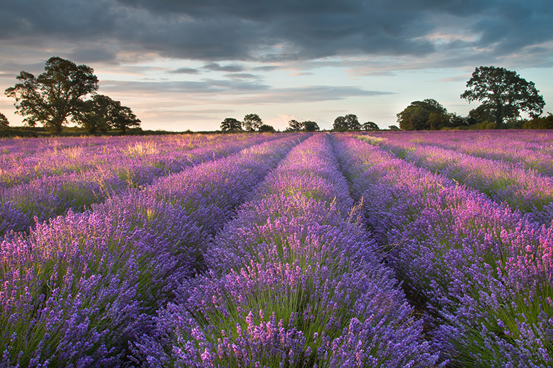 Somerset Lavender