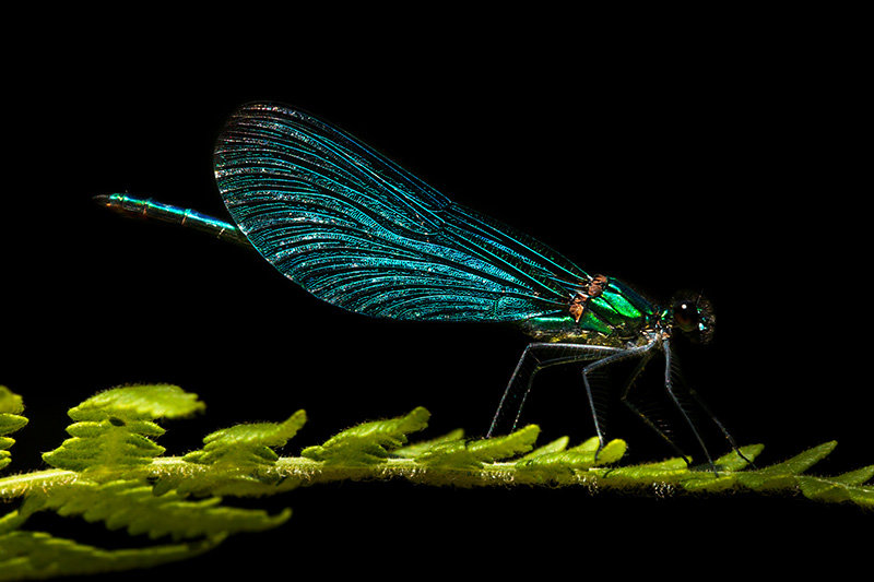 Beautiful demoiselle male
