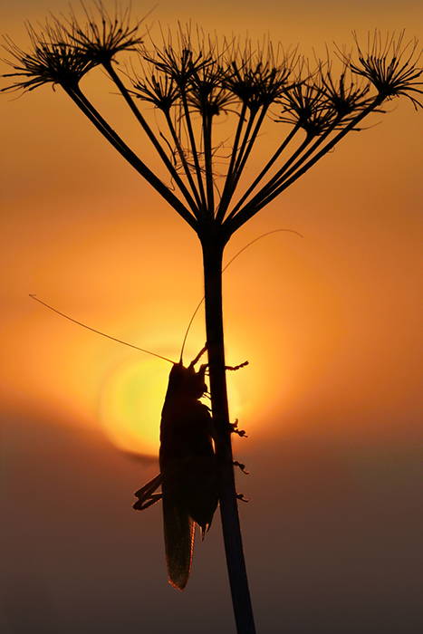 Great green bush-cricket