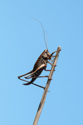 Dark bush-cricket