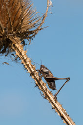 Dark bush-cricket