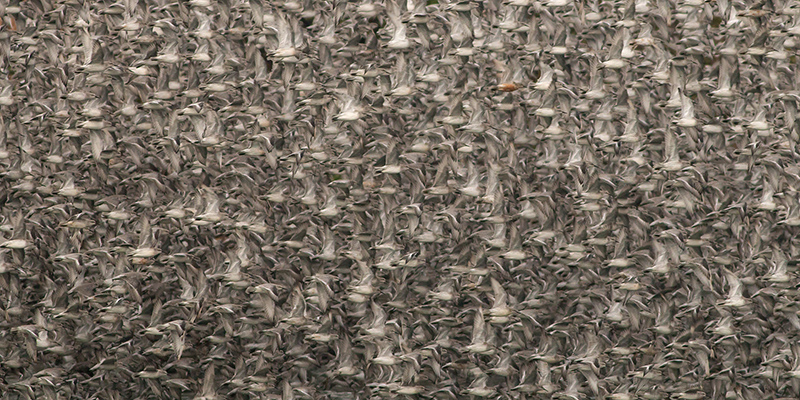 Knot leaving high tide roost
