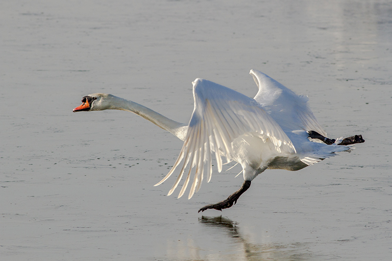 Mute swan on ice