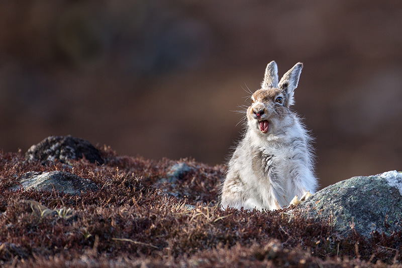 Mountain hare