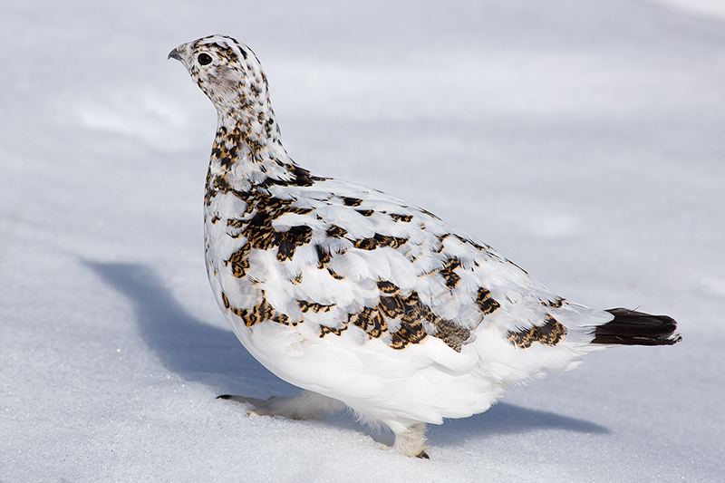 Ptarmigan