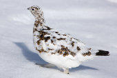 Ptarmigan