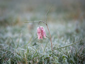 Snake's head fritillary