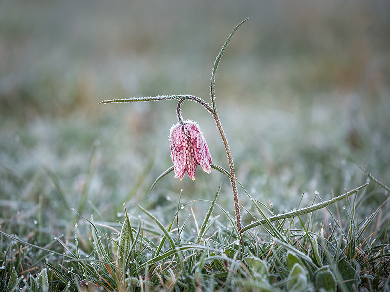 Frosted Snake's head fritillary