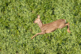 Leaping Roe Deer