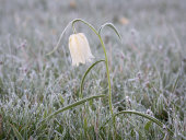 Frosted Snake's head fritillary