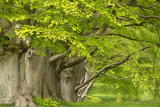 Shades of Green