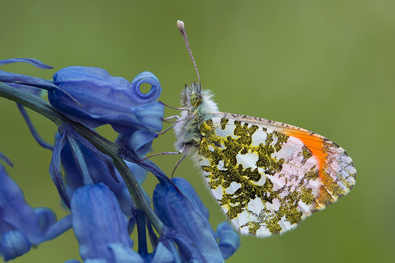 Orange tip