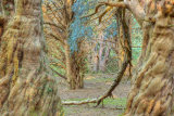 Great Yews