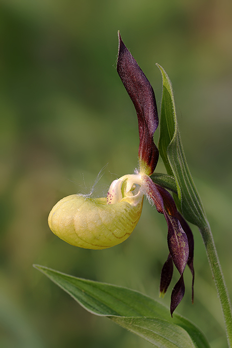 Lady's Slipper Orchid