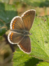 Northern brown argus