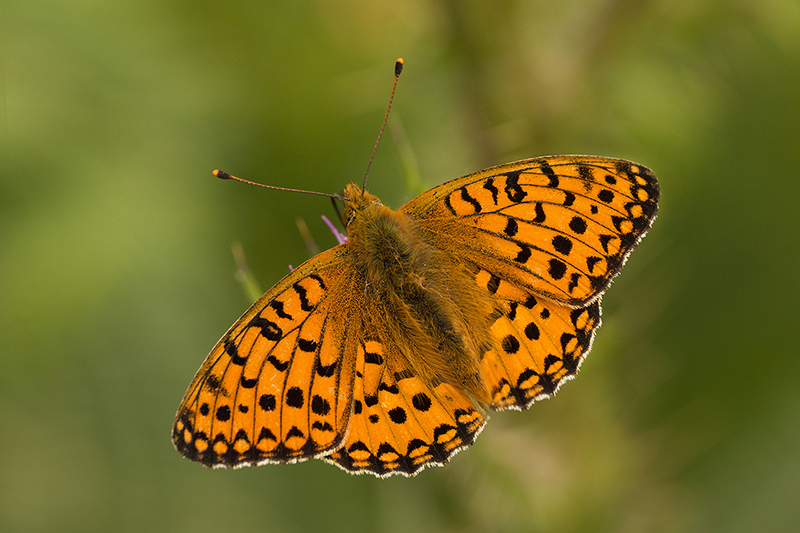 Dark Green Fritillary