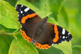 Butterfly Summer