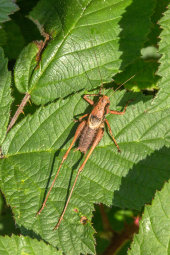 Dark bush cricket