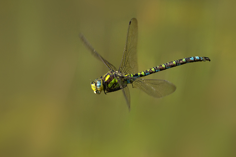 Southern hawker in flight