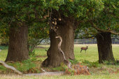 Windsor Great Park