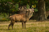 Red Deer Rut