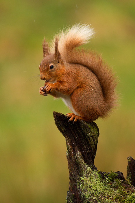 Red squirrel