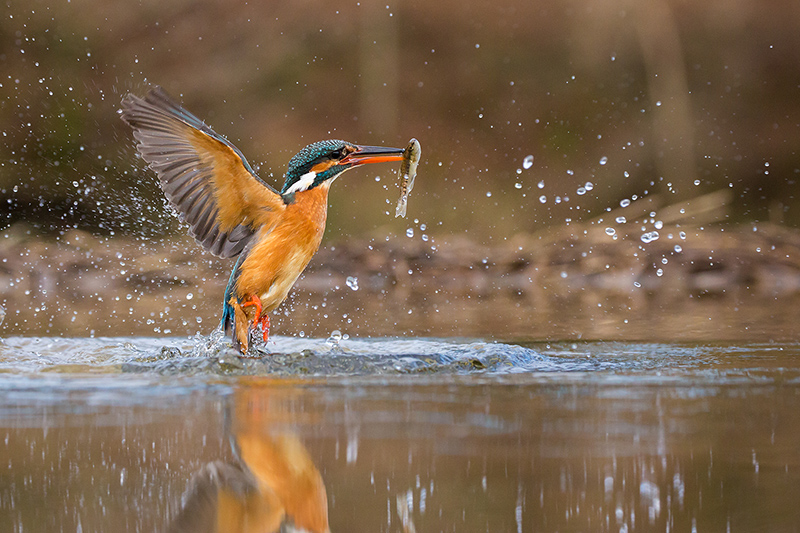 Kingfisher surfacing