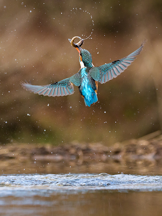 Kingfisher with catch